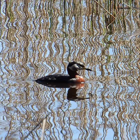 Valajaervi-28 Chalet